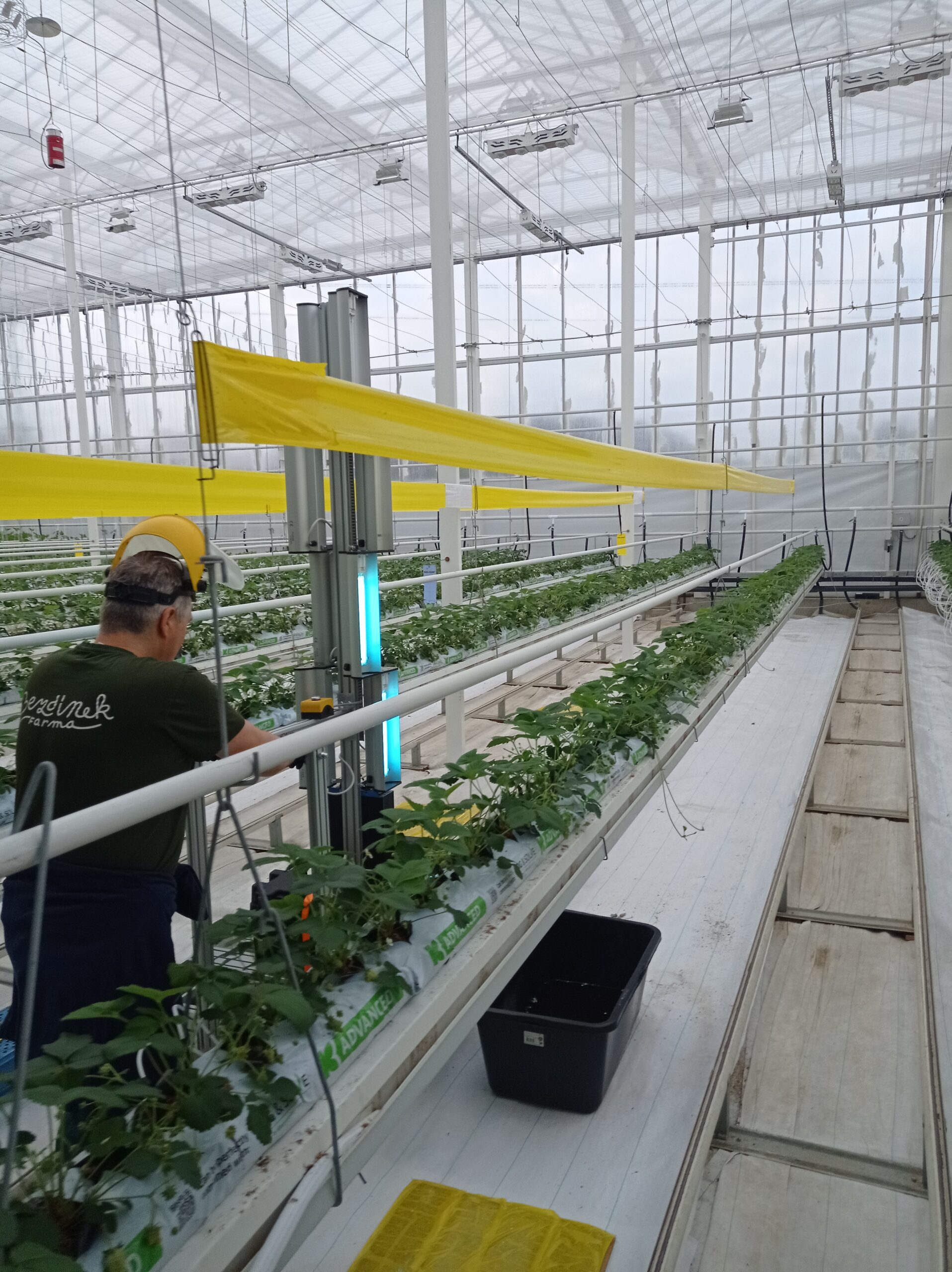UV-C záření, alternativa k chemickým fungicidům