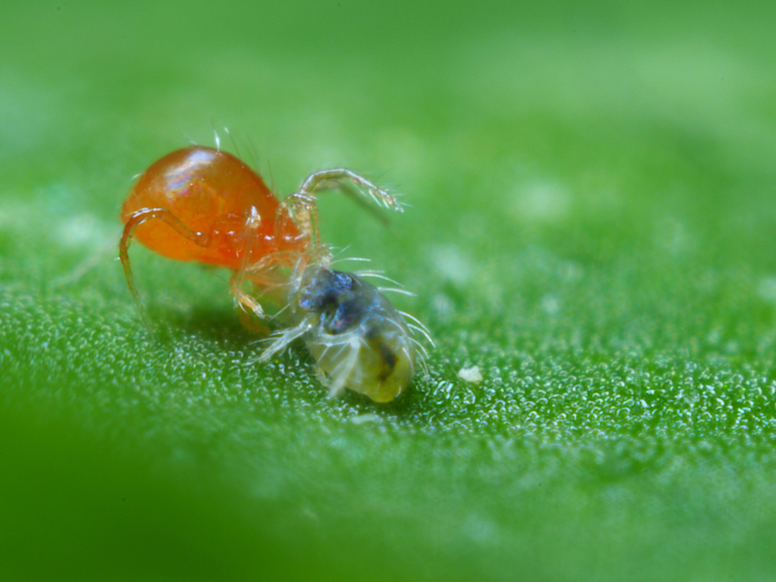 Dravý roztoč Phytoseiulus persimilis požírající svilušku